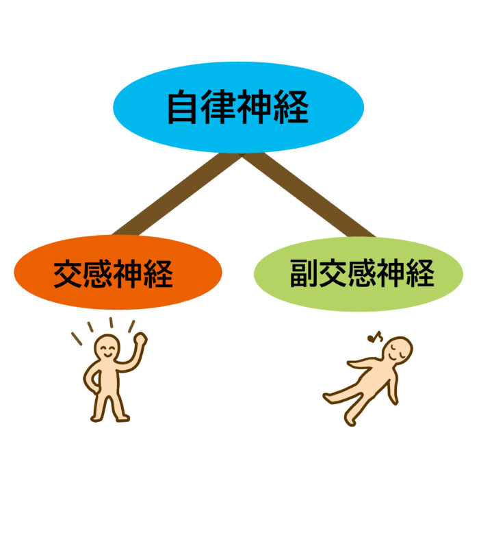 自律神経のバランス