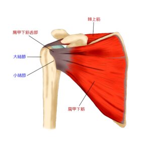 四十肩の原因筋