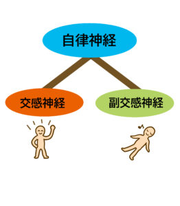 自律神経の分類