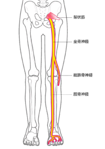 坐骨神経の図解