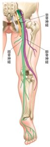 坐骨神経